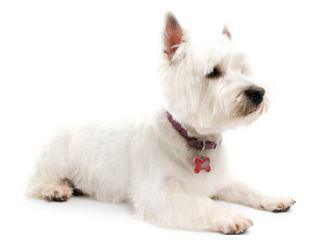 immagine West Highland White Terrier