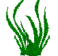 alga pianta marina