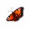 farfalla in volo