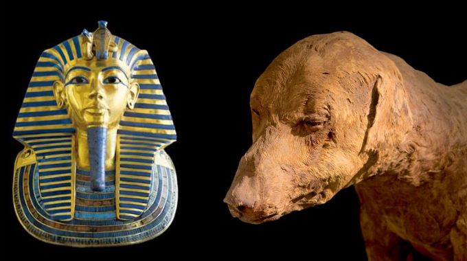 Cane imbalsamato e Faraone TUTANKHAMON