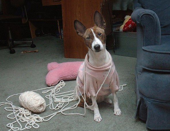 basenji gioca con un gomitolo di lana di color rosa