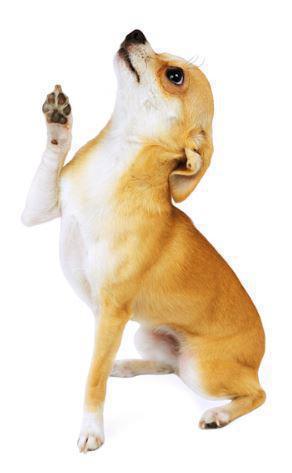 Chihuahua foto cane adulto