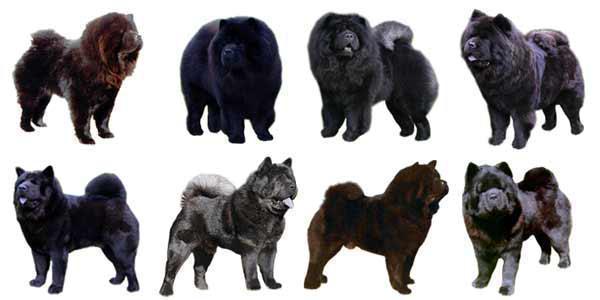 esemplari del cane color nero