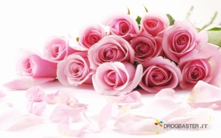 Rose colorare rosella