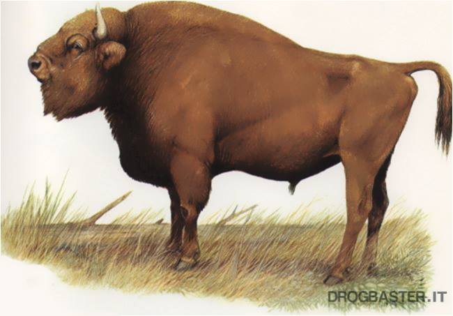 bisonte europeo 