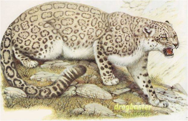 leopardo delle nevi 
