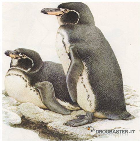 pinguino delle Galapagos