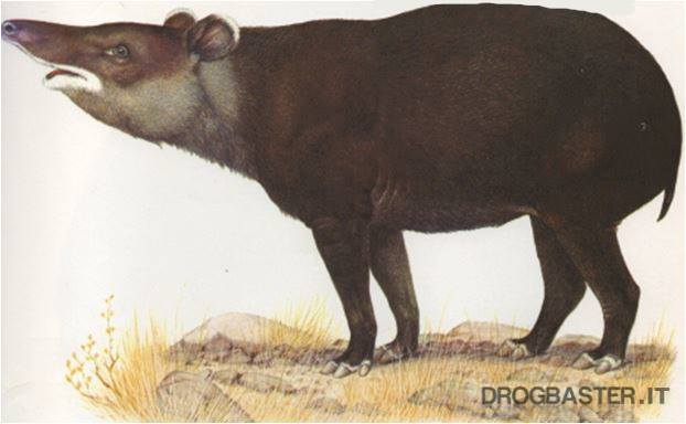 tapiro delle Ande
