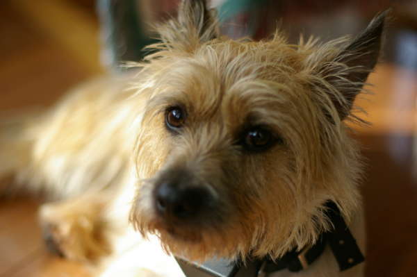 Il Cairn Terrier Cane da appartamento