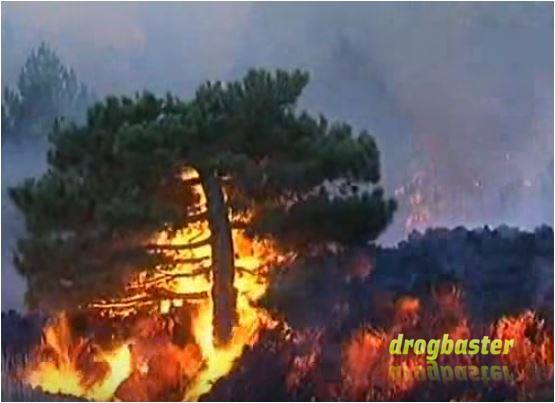 albero in fiamme con lava che avanza