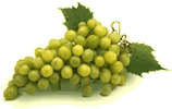 grappolo di uva bianca
