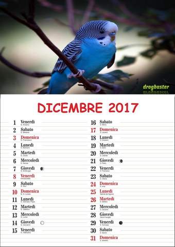 Calendario con coccorita del mese Dicembre 2017