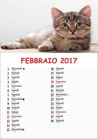Calendario con gatto del mese Febbraio 2017