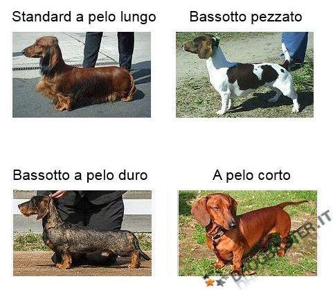 esemplare di bassotto