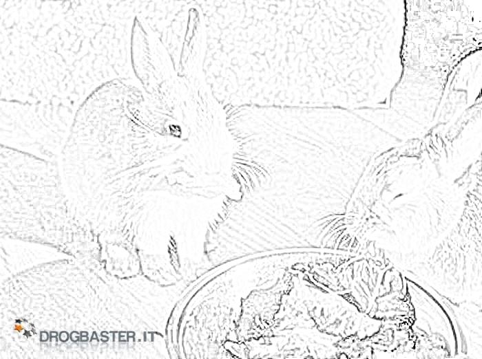 conigli mangiano erba