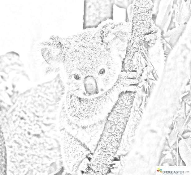 koala sul ramo di eucalipto