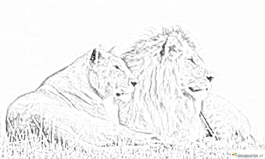 disegno da stampare leoni