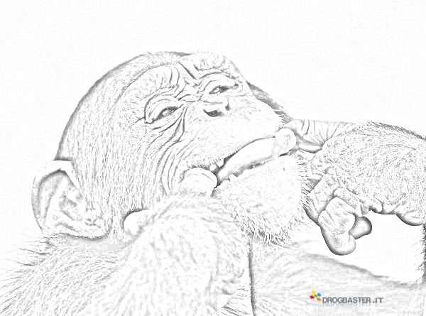 disegno da stampare scimmia