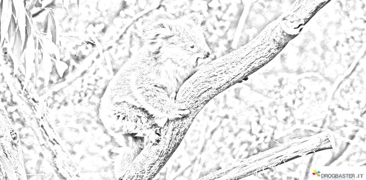 disegno koala