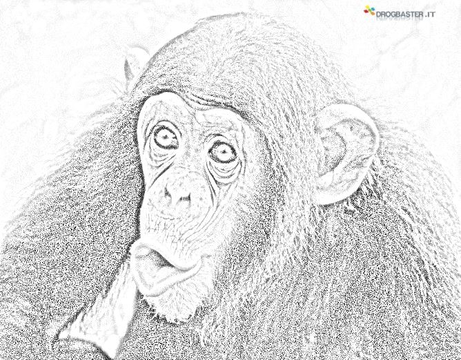 disegno scimmie