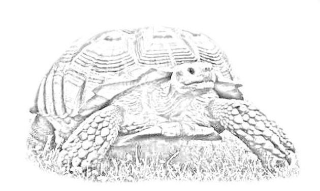 disegno tartaruga