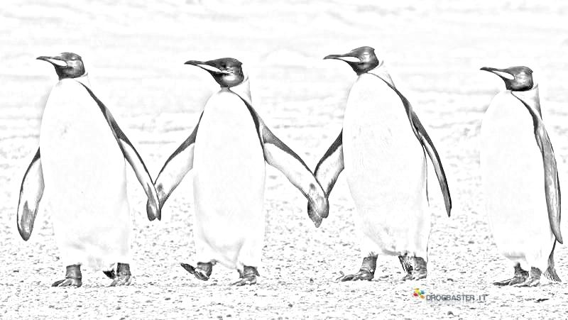 gruppo pinguini