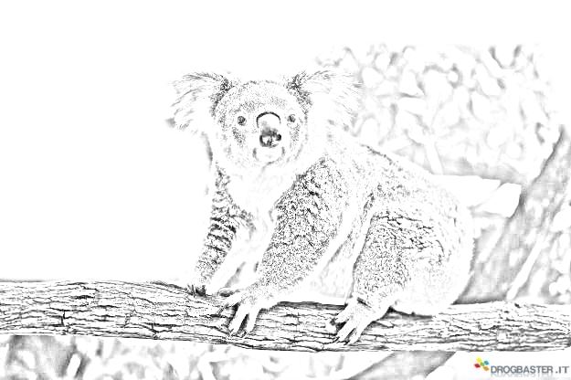 koala albero eucalipto