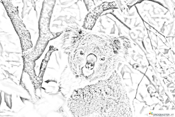 koala disegno da colorare