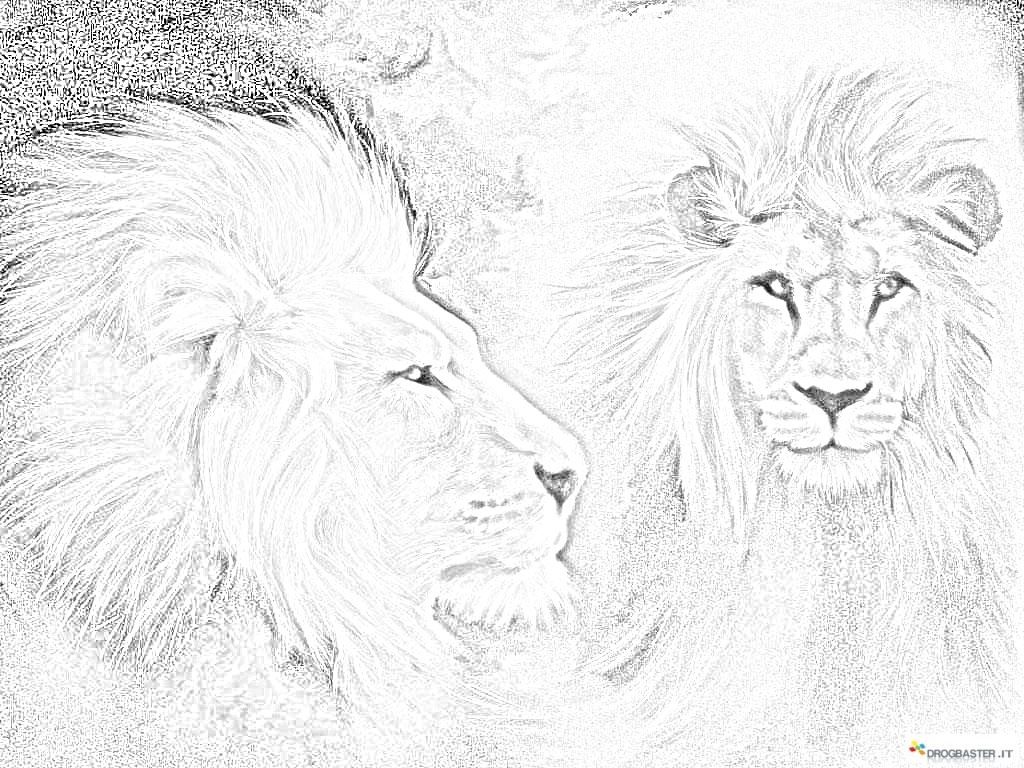 leone disegno