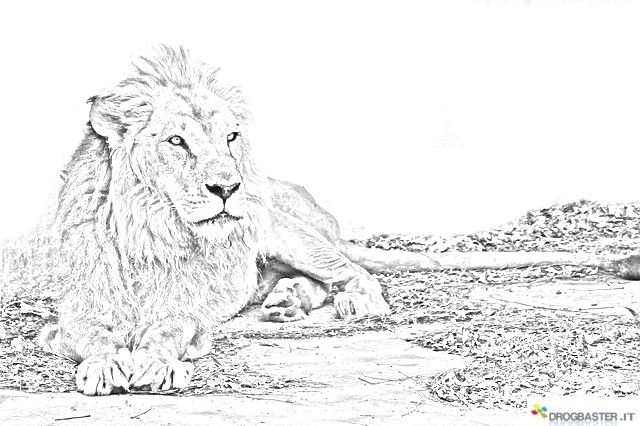 leone allo zoo