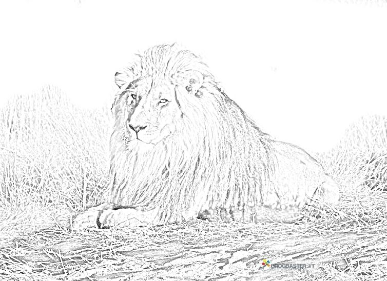 leone re degli animali