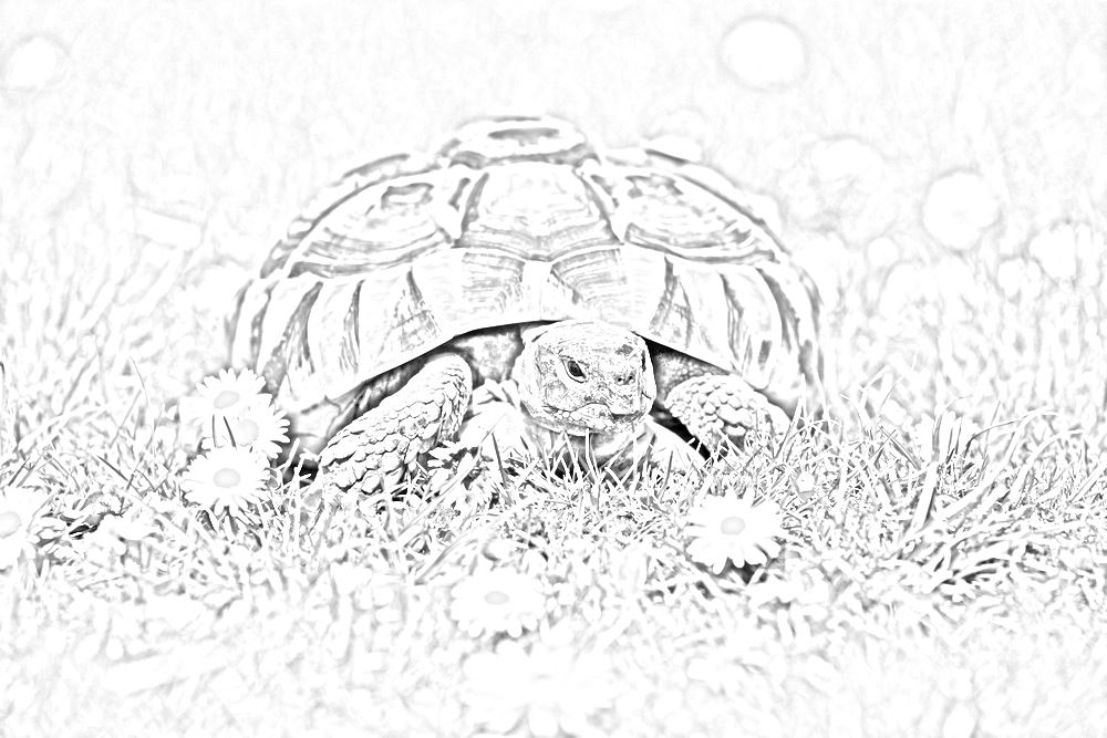 letargo ,tartarughe primavera