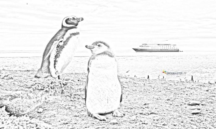 pinguini sulla costa