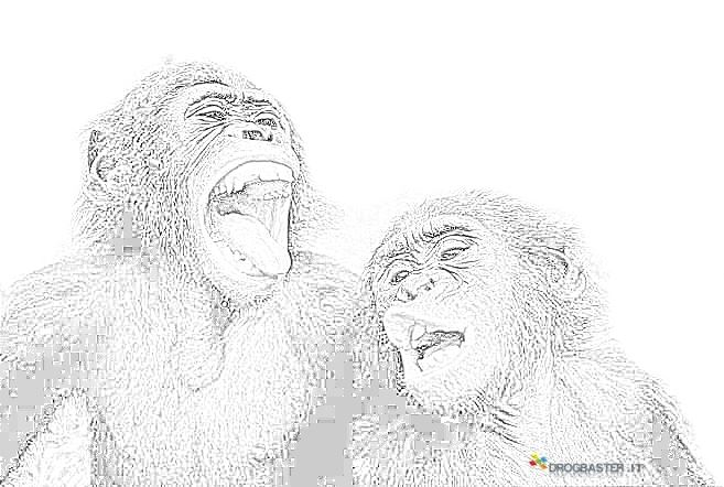 scimmie fanno le boccacce