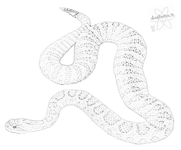 serpente colorato in bianco e nero