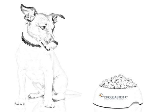 cane ciotola cibo per cane
