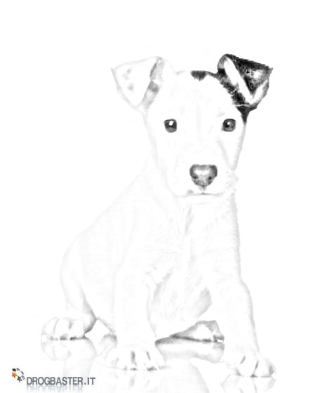 jack russell disegno cane